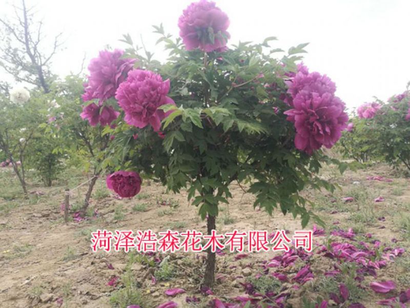 獨桿牡丹樹