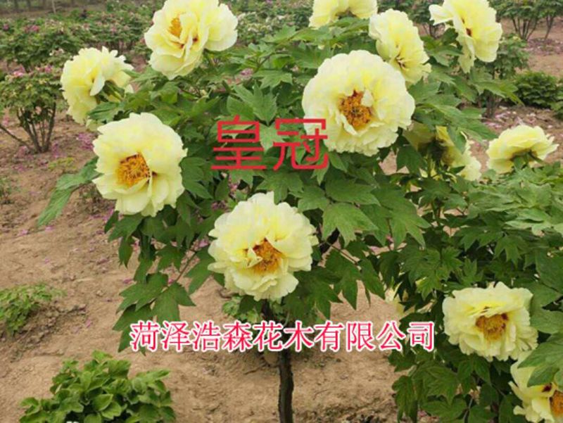 獨桿牡丹樹