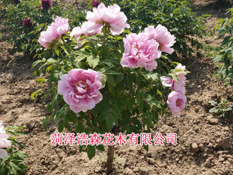 獨桿牡丹樹