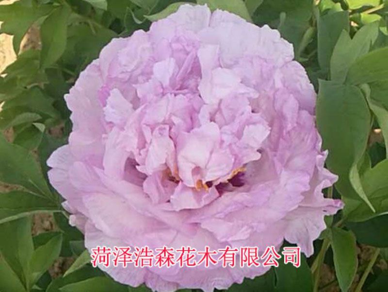 清翠藍(lán)