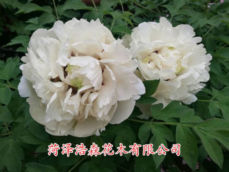 佛頭青