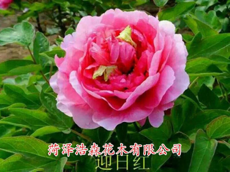 迎日紅