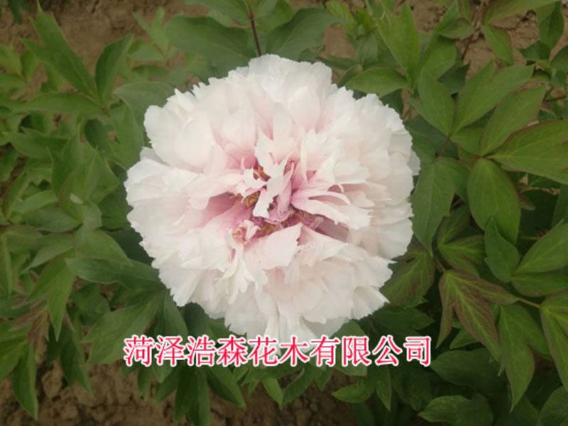 雪影桃花