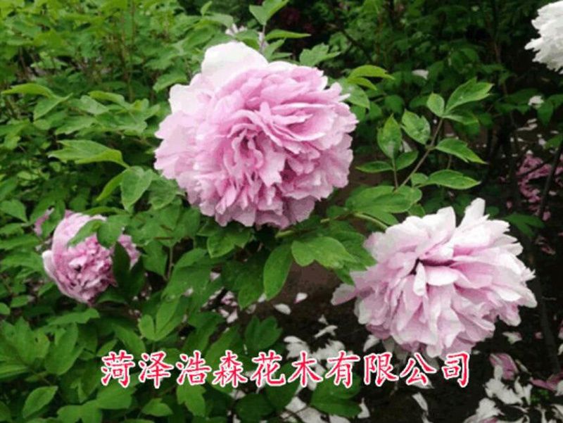 瑪瑙盤
