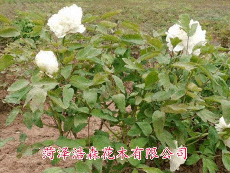 琉璃貫珠