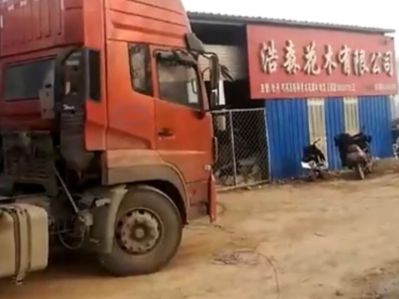 浩森花木10000棵觀賞牡丹發(fā)貨裝車