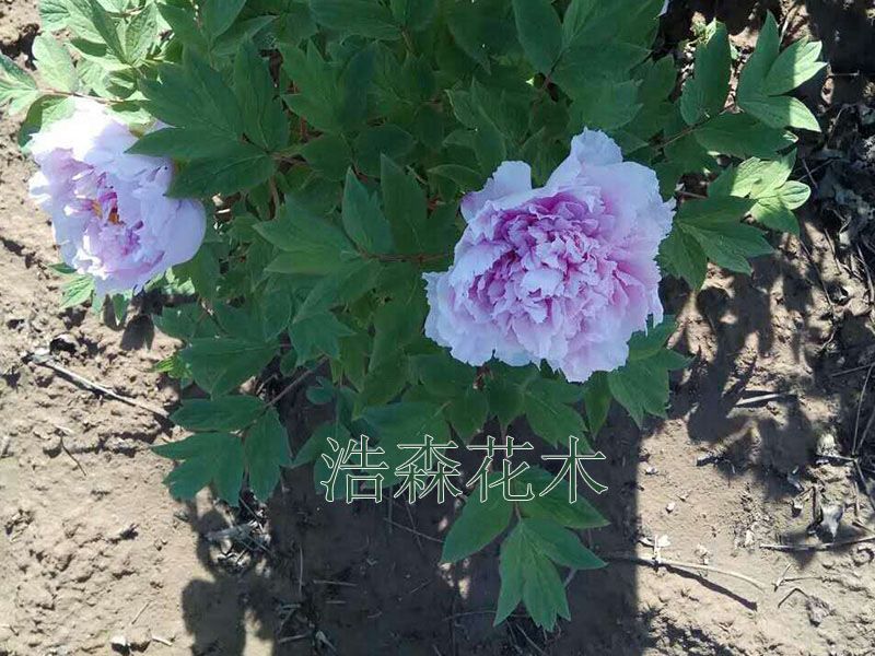 藍寶石