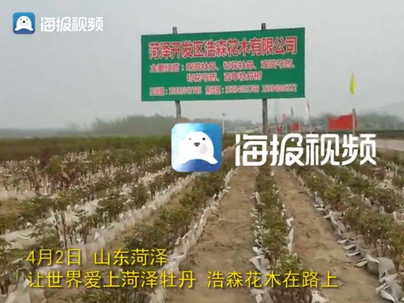 市牡丹產(chǎn)業(yè)中心、市宣傳部的領導及各大媒體來公司基地考察指導工作