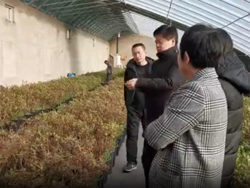 視頻丨驚艷了！隆冬菏澤牡丹含苞待放吐芬芳
