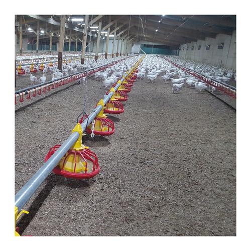 自动家禽饲养和饮水系统农场家禽底层提高养殖养殖设备